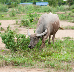 buffalo eating grass in field.