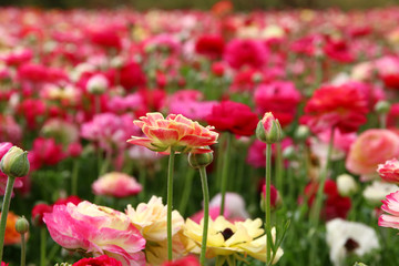 dreamy photo with low angle of spring flowers
