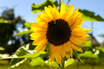 Fototapeta premium Sonnenblume