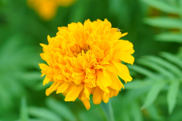 marigold in summer, Yellow marigold flowers.