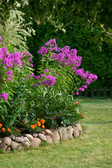 Flowerbed with phlox and tagetes