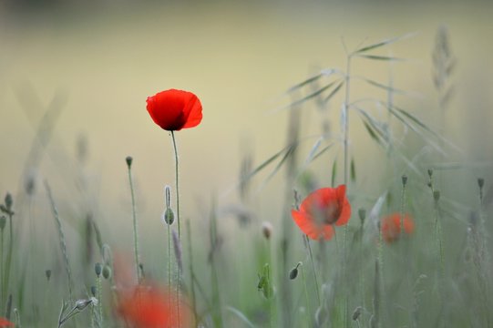 Coquelicots dans un champ