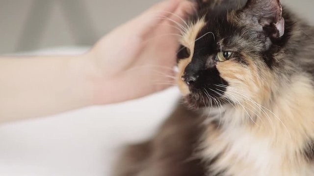 Maine Coon Cat Scratching Chin