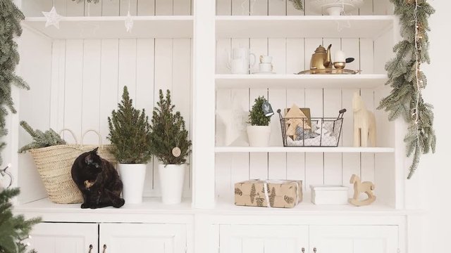 Christmas cat sits on a shelf
