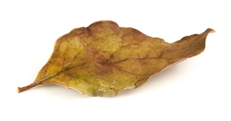 Fototapeta premium Tropical dry leaves set isolated on white.