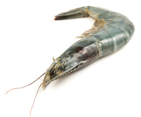 Collage of Fresh shrimp on a white background.