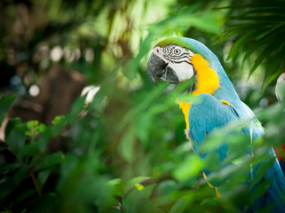 blue and yellow macaw closeup