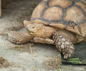 A giant African spurred tortoise