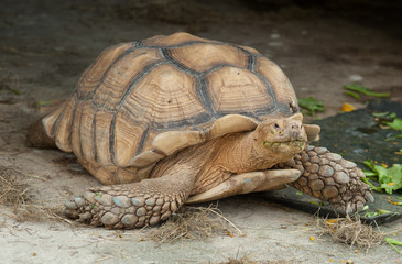 A giant African spurred tortoise