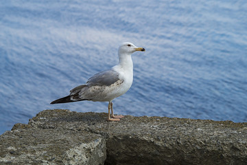 Albatross standing on the parapet of the seaside promenade