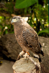 Red-Tailed Hawk has an intense stare as it looks to the left of