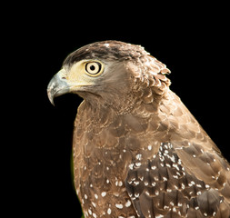 Red-Tailed Hawk has an intense stare as it looks to the left of