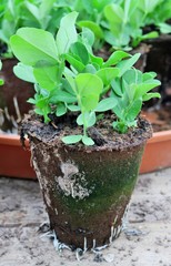 Jeunes pousses de petits pois en pots.