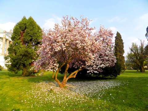 Flowering magnolia tree in spring