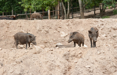 Wild boar herd in zoo