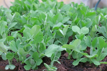 Jeunes pousses de petits pois en pots.