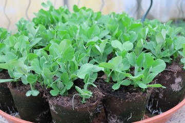 Jeunes pousses de petits pois en pots.