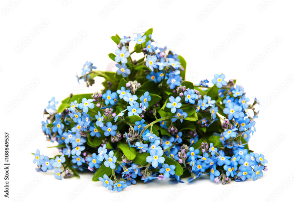 Canvas Prints forget-me-nots flowers