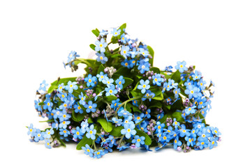 Forget-me-nots flowers