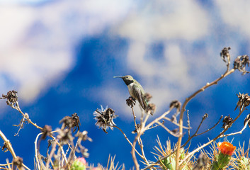 Hummingbird feeding on flower