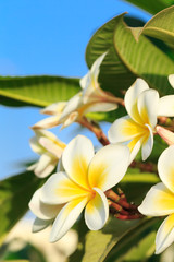 Frangipani flowers on a tree in the garden