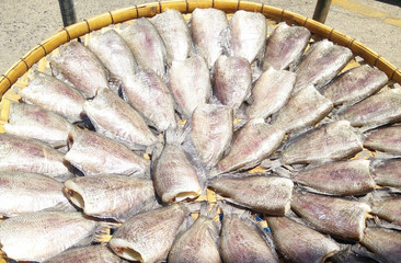 Trichogaster pectoralis, Dry fish out salty