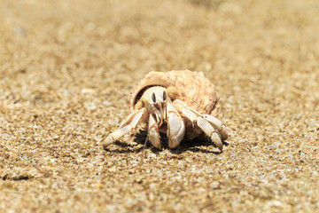 Hermit Crab in a screw shell