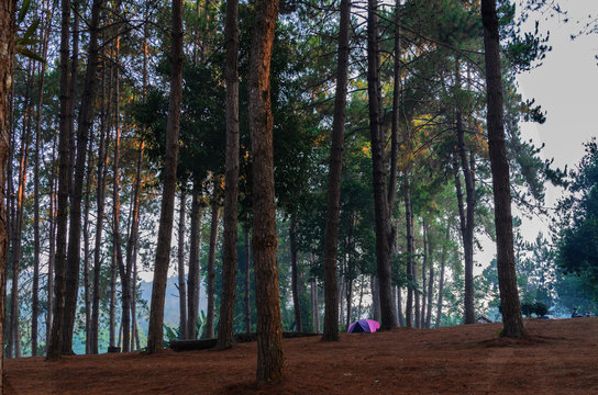 pine trees at Pang Ung, Mae Hong Son Province, Thailand