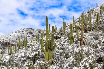 Poster Im Rahmen Schneebedeckte Saguaro-Kaktus-Wüstenlandschaft © JSirlin