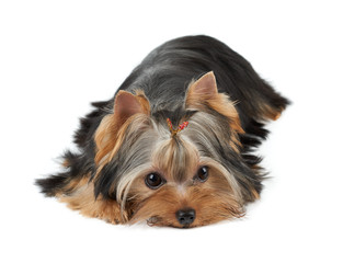 One cute dog lies on white