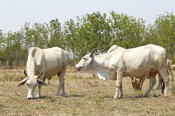 Obraz premium Cow
