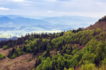 Fototapeta premium landscape of a Carpathians mountains with fir-tree and grassy va