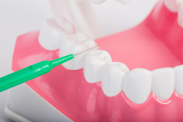 Fototapeta na wymiar dental floss and teeth model