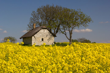 rape flower, with little old house