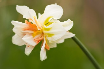 Gefüllte Narzisse / Narcissus filled