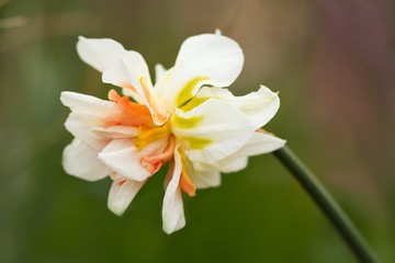Gefüllte Narzisse / Narcissus filled
