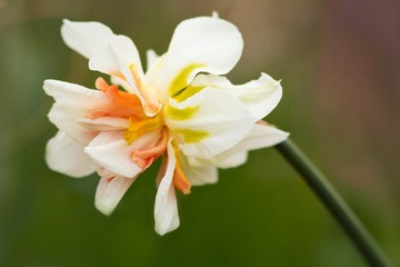 Gefüllte Narzisse / Narcissus filled