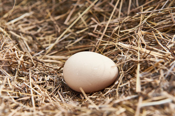 Egg on straw