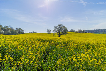 Obraz premium Blühendes Rapsfeld im Gegenlicht - Brassica napus
