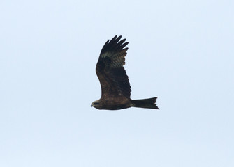 Black kite (Milvus migrans) in flight