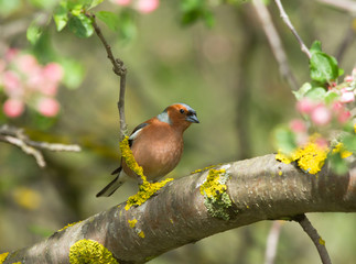 Common Chaffinch on the apple tree