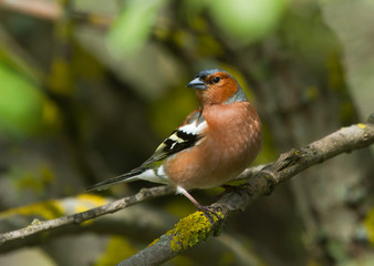 Common Chaffinch on the apple tree