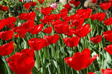 Flowers of red tulips.