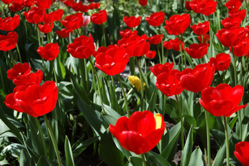 Red tulips on the field.