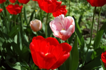 Tulips red and rose.
