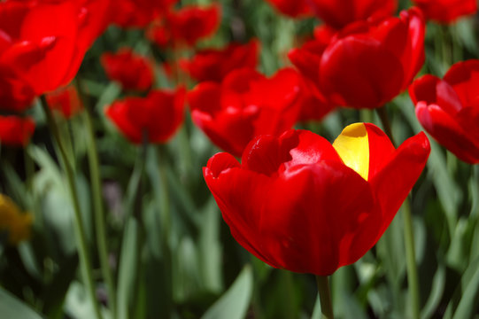 Tulip red with yellow.