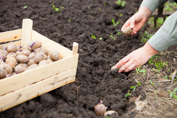 Female hand planting potato tubers into the soil