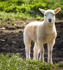Solitary lamb in field in spring