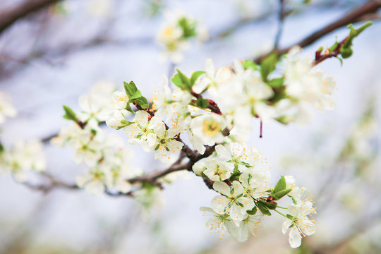 Blossom tree over nature background. Spring flowers. Spring Back