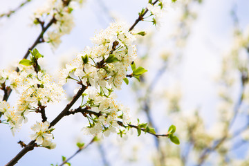 Blossom tree over nature background. Spring flowers. Spring Back
